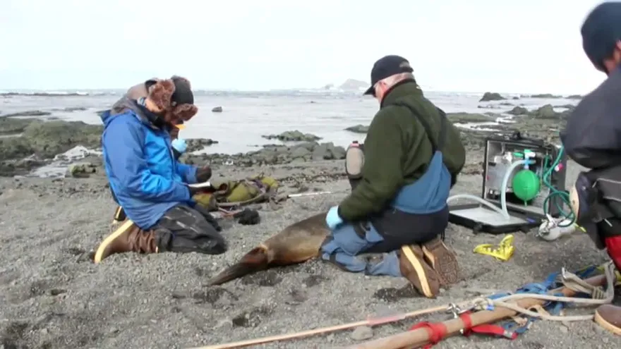 Cabo Shireff, un oasis para la fauna antártica que cautiva a científicos
