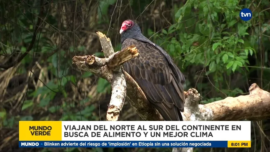 Mundo Verde: Migración de aves rapaces