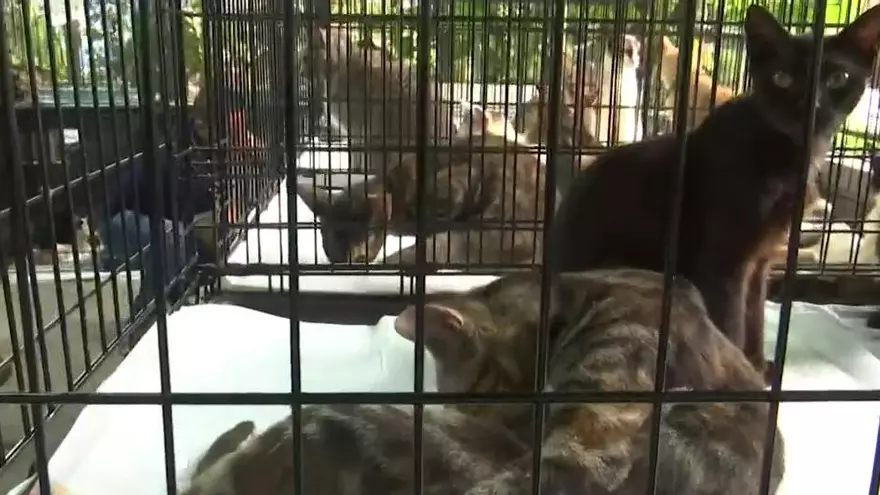 Perros y gatos rescatados se les hará pruebas para conocer su condición de salud.