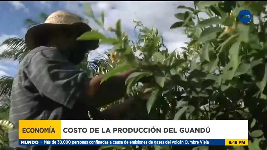 ¿Cuánto cuesta producir guandú?