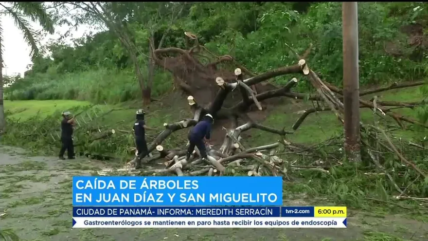 Lluvias causan caída de árboles en varios sectores de la capital