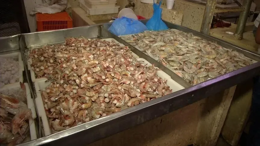 Inicia veda del camarón