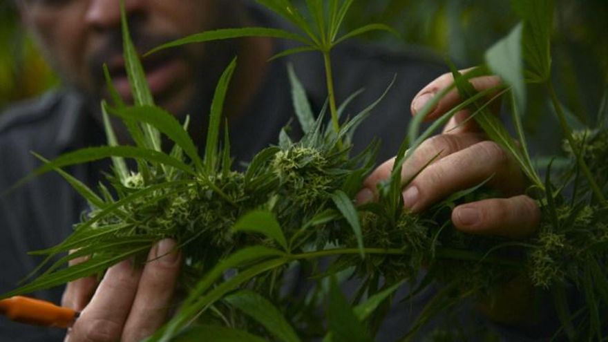 Marihuana para usos medicinales en Colombia.