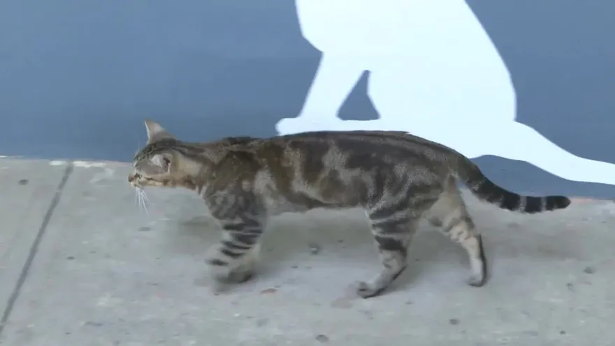 Casos de crueldad contra los animales en aumento