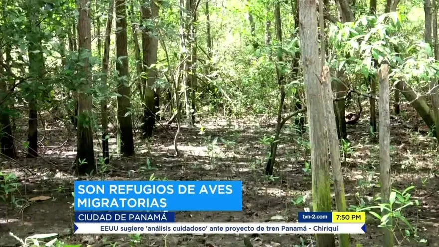 Alianzas para proteger los manglares