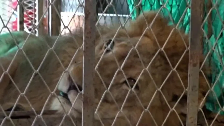 El viaje para salvar a Júpiter, un león maltrecho en Colombia.