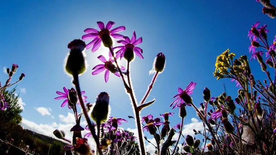 Un nuevo estudio elaborado por científicos de la Universidad de Oxford revela que las plantas reaccionan a la anestesia de manera similar a animales y humanos.