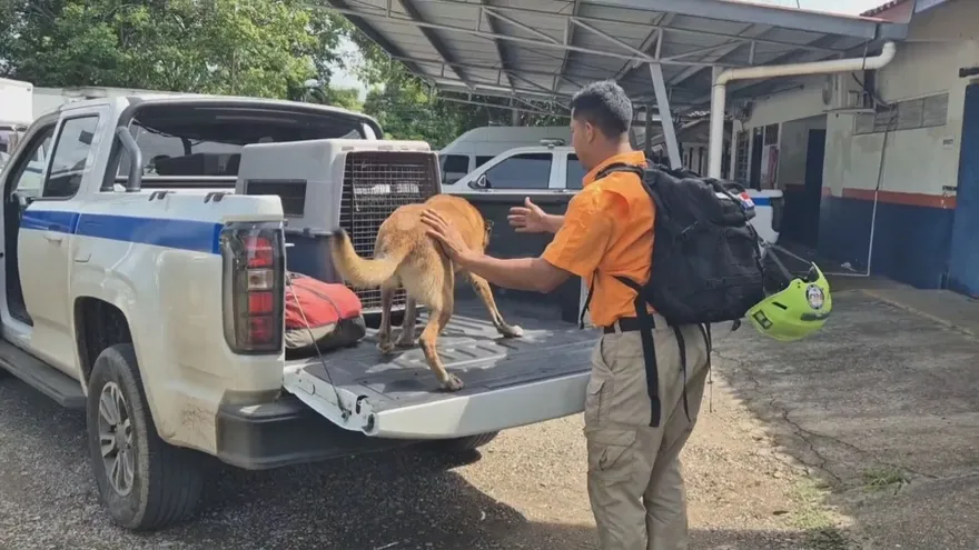 Blake canino del Sinaproc de Los Santos viajará a Venezuela para apoyar labores de rescate