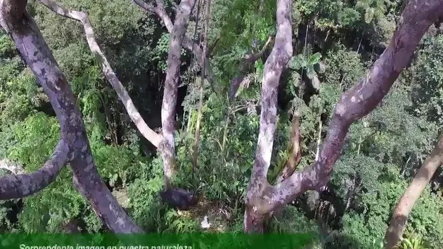 Asombroso hallazgo de un nido de Águila Harpía en el Parque Nacional Chagres