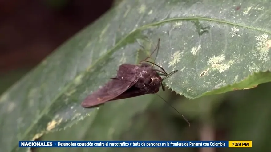 Mundo Verde: Mariposas y polillas