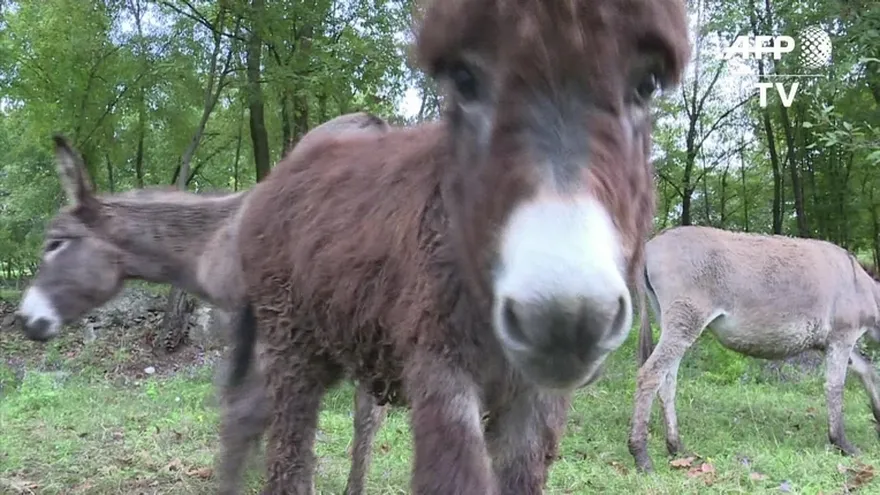 La leche de burra gana adeptos en Montenegro