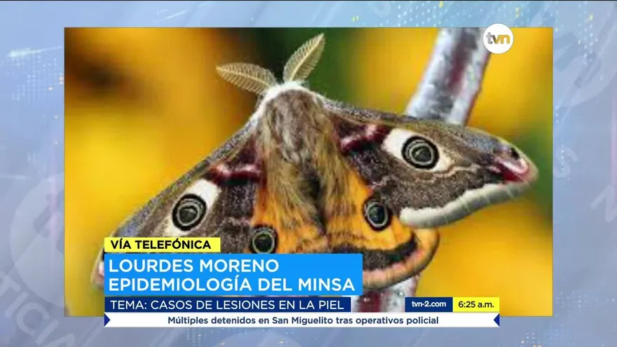 Explican casos de lesiones en la piel por la pelusa de una mariposa