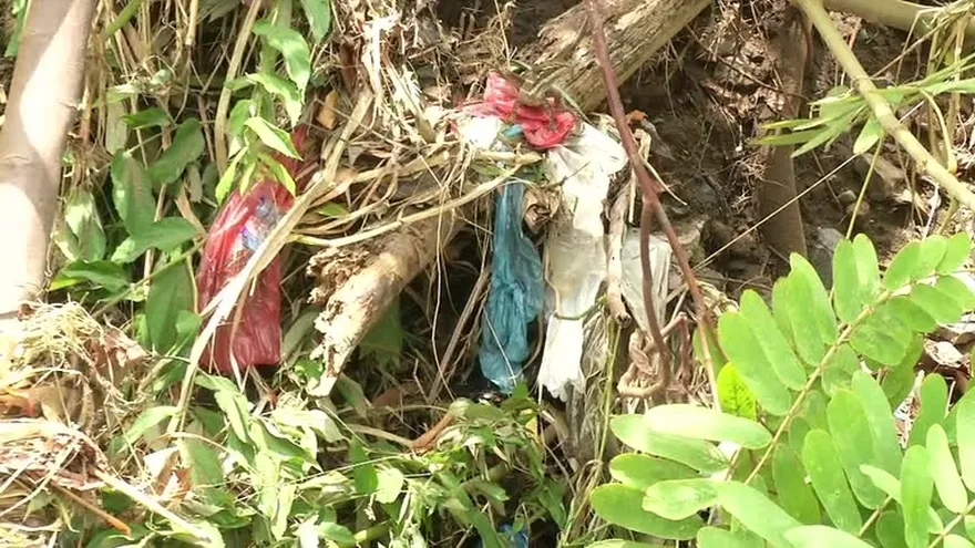 Basura incide en propagación de mosquitos