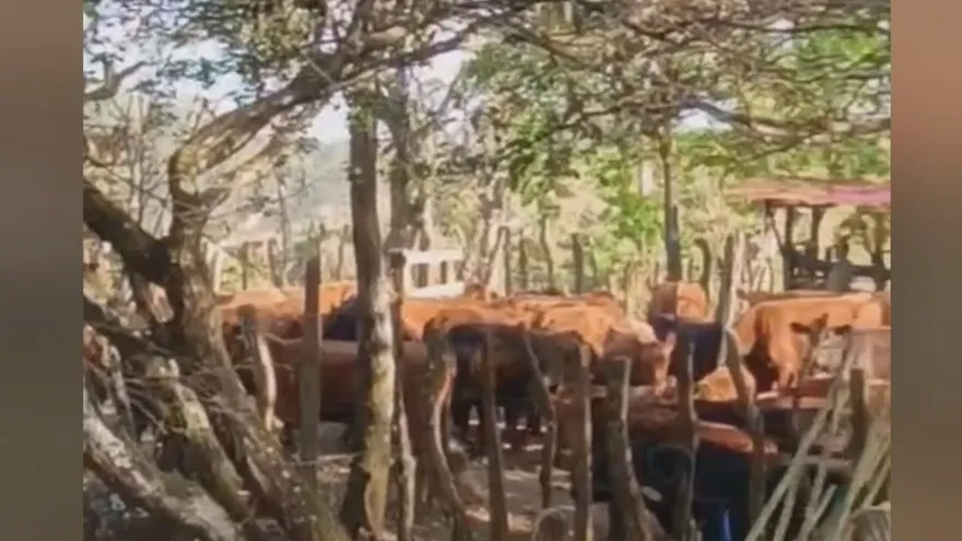 MIDA descartan brotes en el ganado de Panamá Oeste