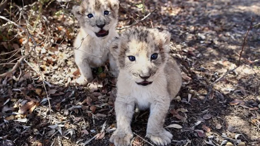 Nacen en Sudáfrica los primeros leones concebidos por inseminación artificial