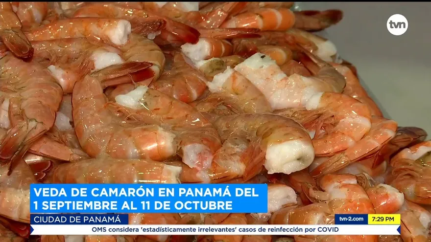Veda de camarón en Panamá hasta el 11 de octubre