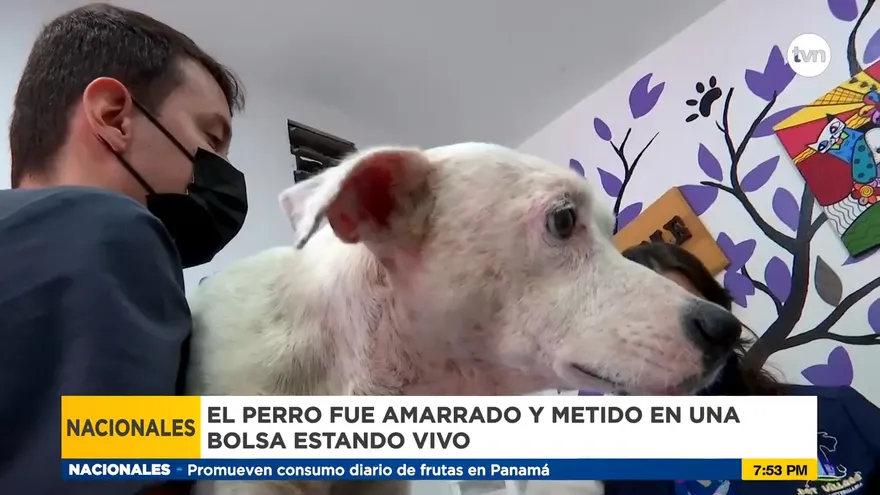 Acto de crueldad animal puso en riesgo la vida de un perro