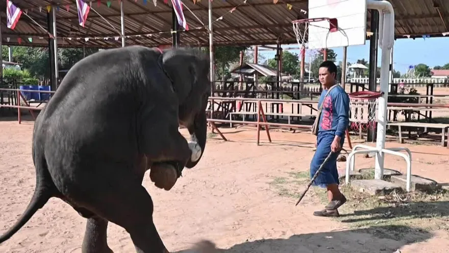 La esclavitud de los elefantes en Tailandia debido al turismo de animales
