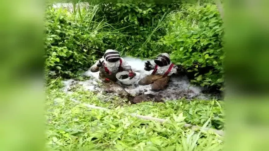 Comunidad en San Miguelito, atemorizada por abejas africanizadas