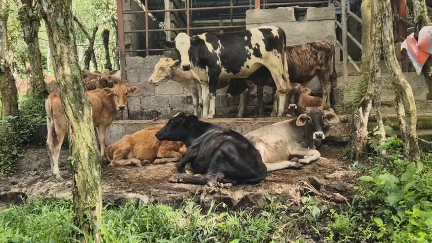 Chiriquí en alerta por aumento de casos de gusano barrenador