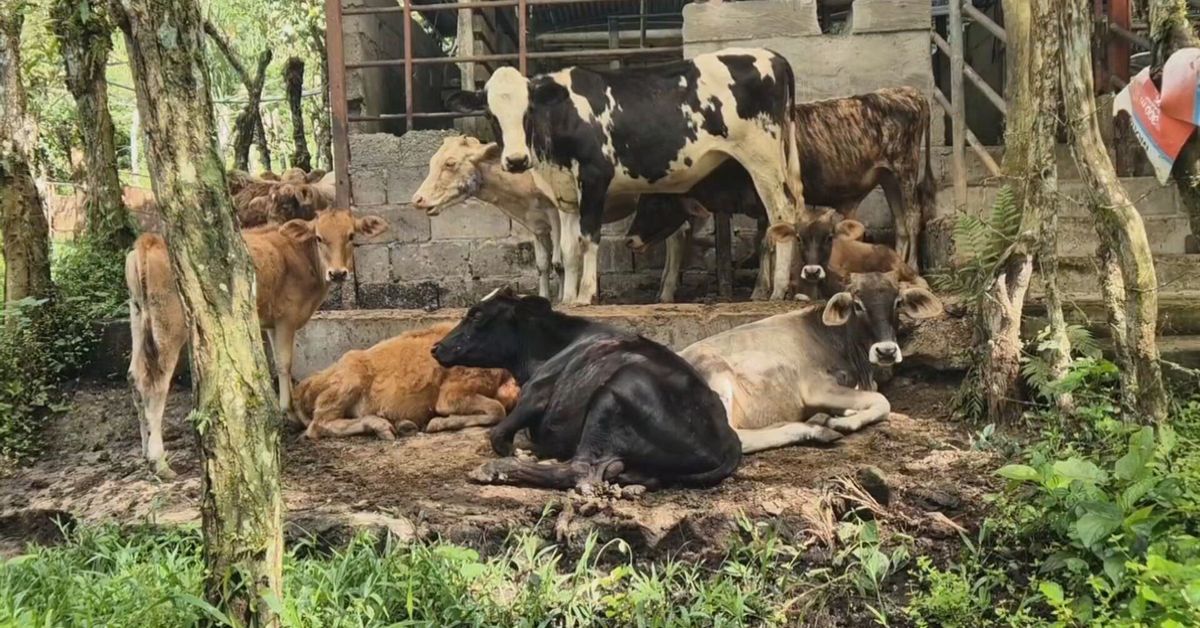 Chiriquí en alerta por aumento de casos de gusano barrenador