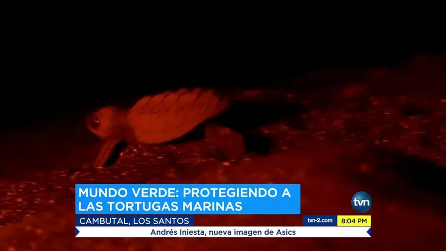 La preservación de las tortugas marinas en Panamá