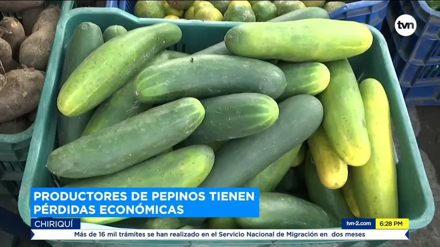 Productores en Chiriquí afirman que falta de mercado afectará comercialización del pepino