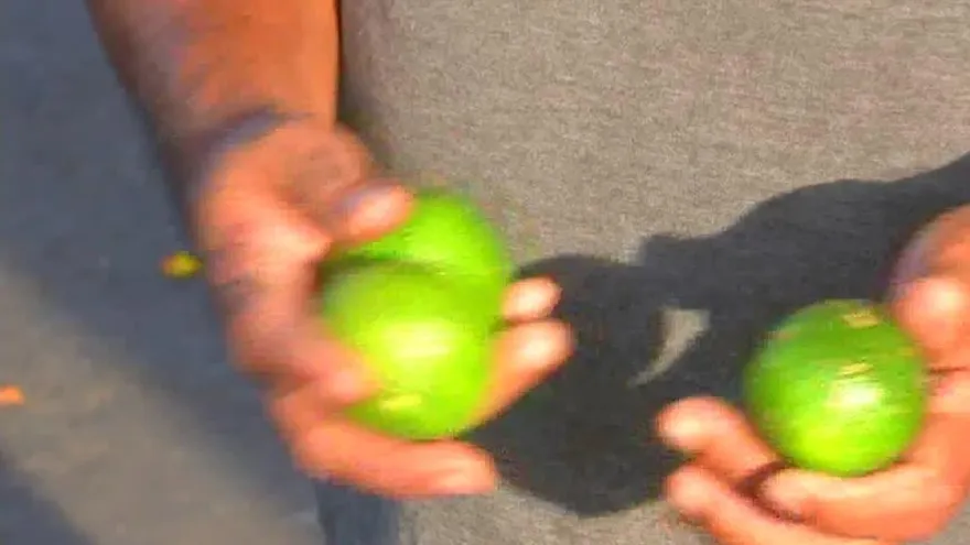 Reportan aumento de costo del limón