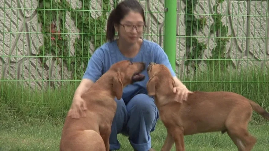 Gracias a la clonación, mascotas que acompañan a sus amos... para siempre