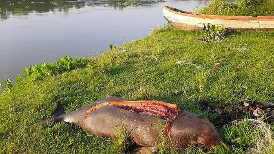 Confinamiento en Bangladés podría favorecer la caza furtiva de delfines
