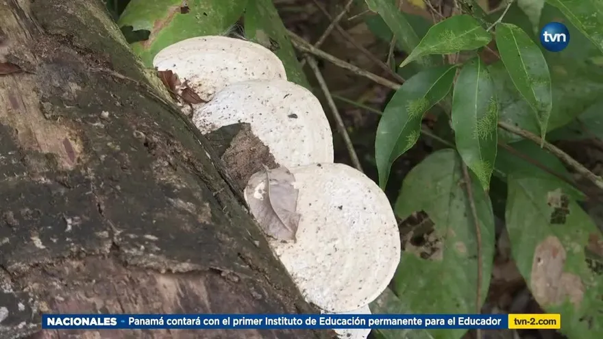 Mundo Verde: Los Hongos