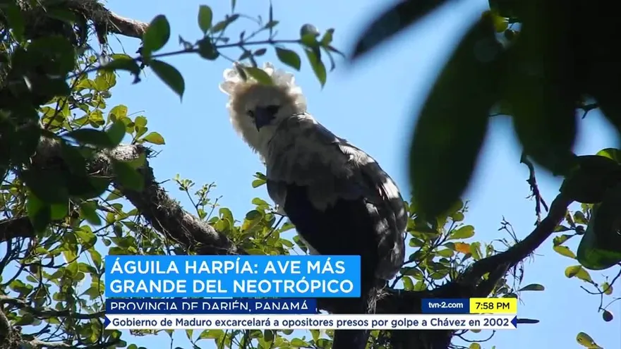 Preservando el Águila Harpía