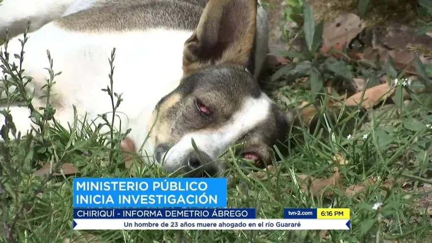 Ministerio Público abre investigación por maltrato a un perro en Chiriquí