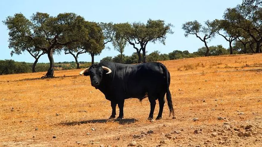 Foto ilustrativa de un toro