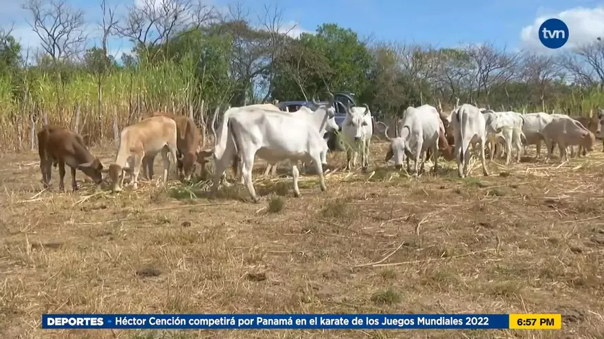 Panamá busca renegociar el TPC con EEUU