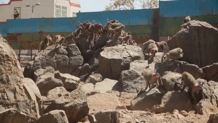 En un Yemen en guerra, animales de los zoológicos luchan para sobrevivir
