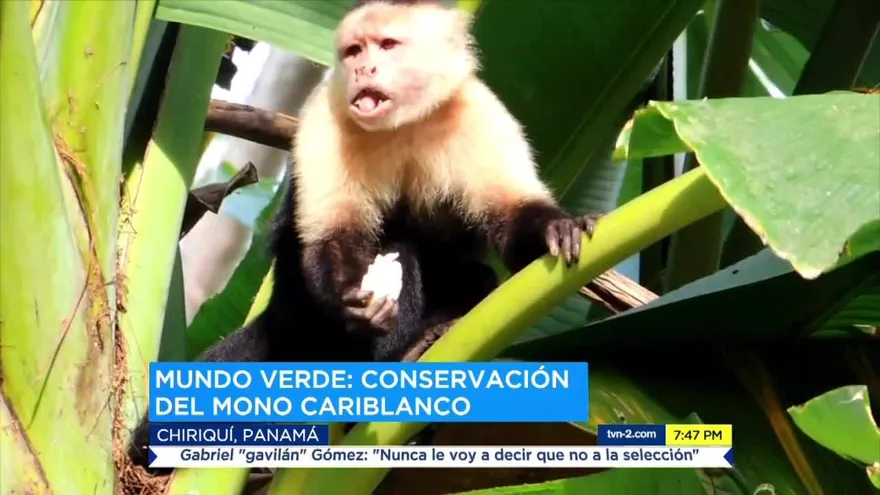 Estudio local busca la conservación del mono cariblanco en Panamá