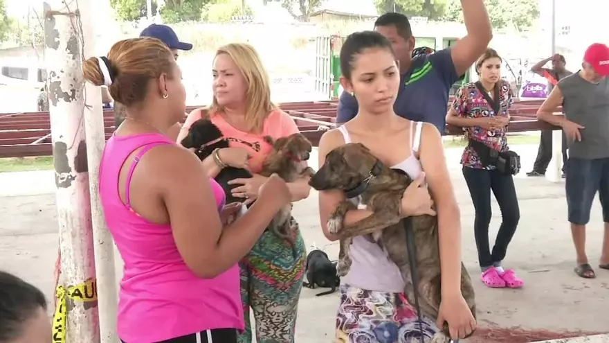Instan a la adopción de animales rescatados de las calles