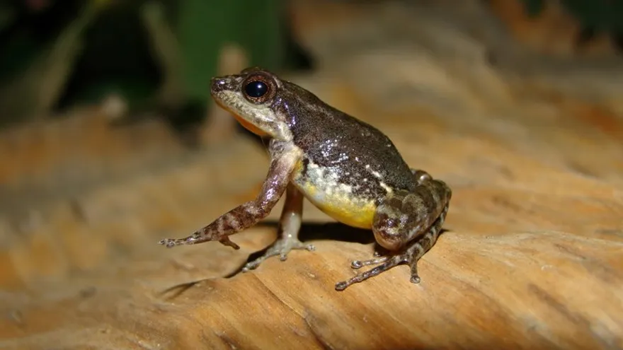 En la imagen, la Mannophryne molinai, descubierta en Venezuela.