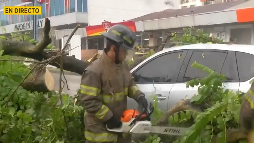 Cae árbol sobre vehículo en marcha