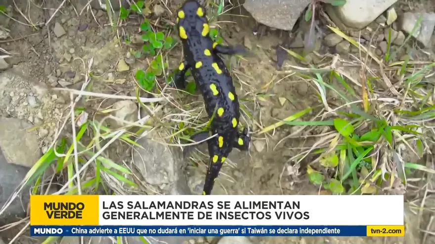Mundo Verde: Salamandras