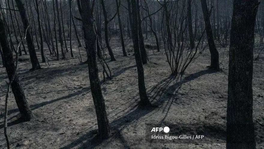 Esta fotografía muestra un bosque quemado tras los incendios forestales en Thézan-des-Corbières, en el sur de Francia, el 9 de agosto de 2025.