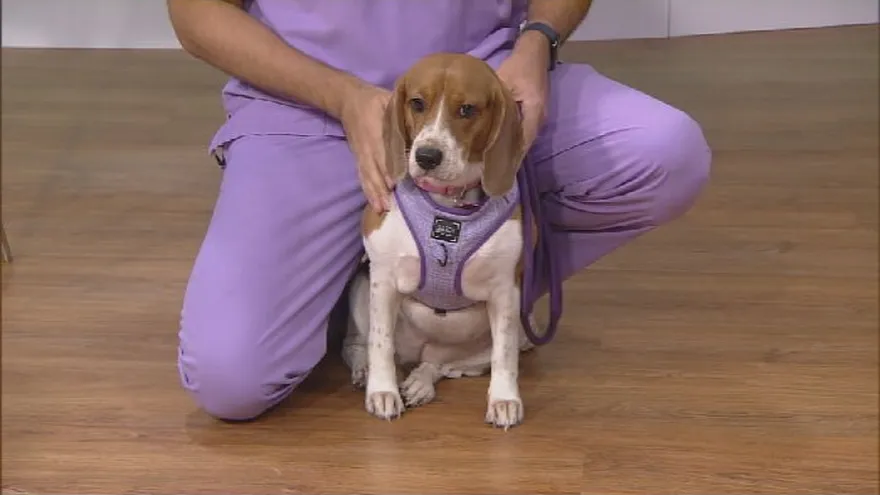 Obesidad en las mascotas