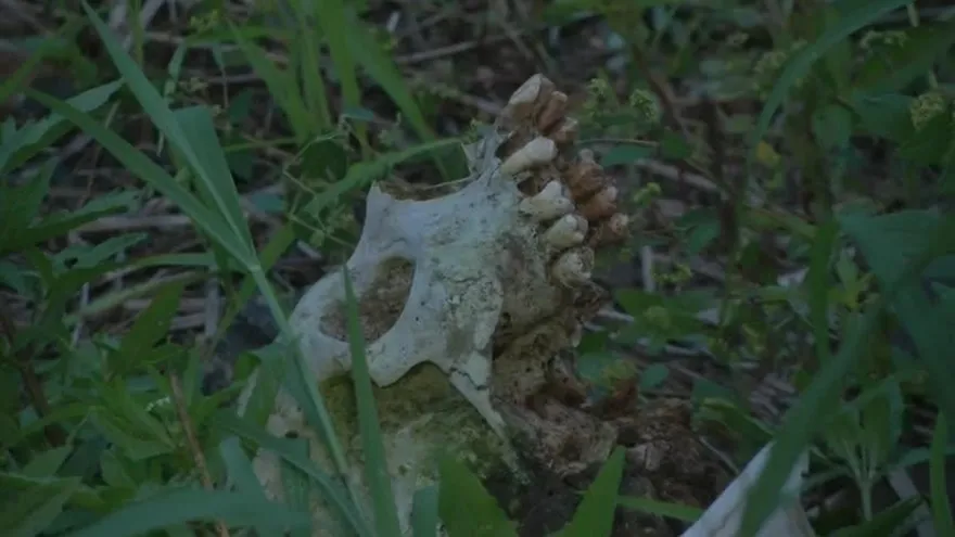 Osamenta en Arraiján