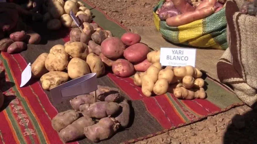 Las papas, la ‘columna vertebral’ de los productores del altiplano de Bolivia