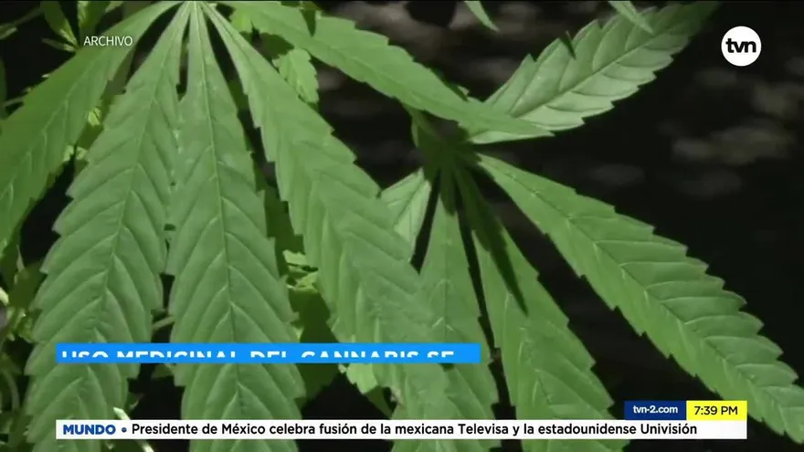 Proyecto para uso cannabis con fines medicinales sigue en espera