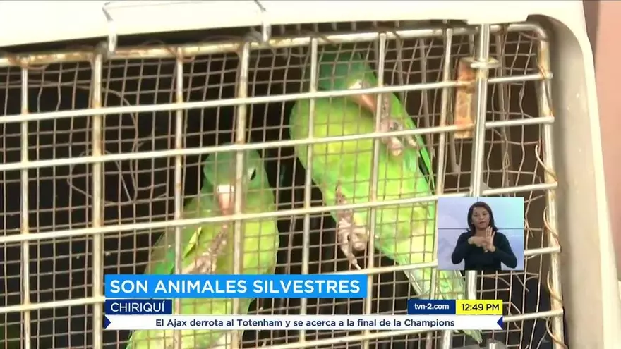 Encuentran animales en cautiverio en una residencia en Chiriquí