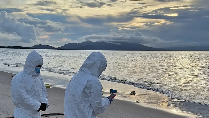 Hallan delfín muerto en playa de Punta Chame; autoridades investigan posible causa.