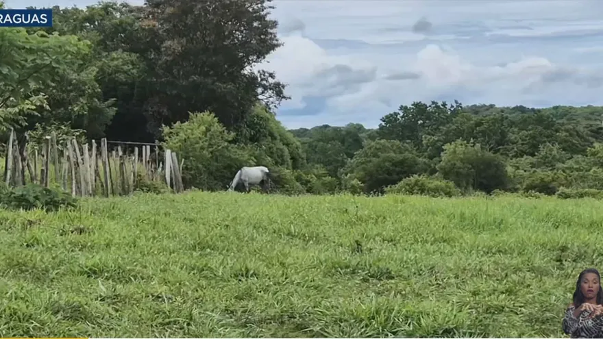 Equinos en una finca en Veraguas