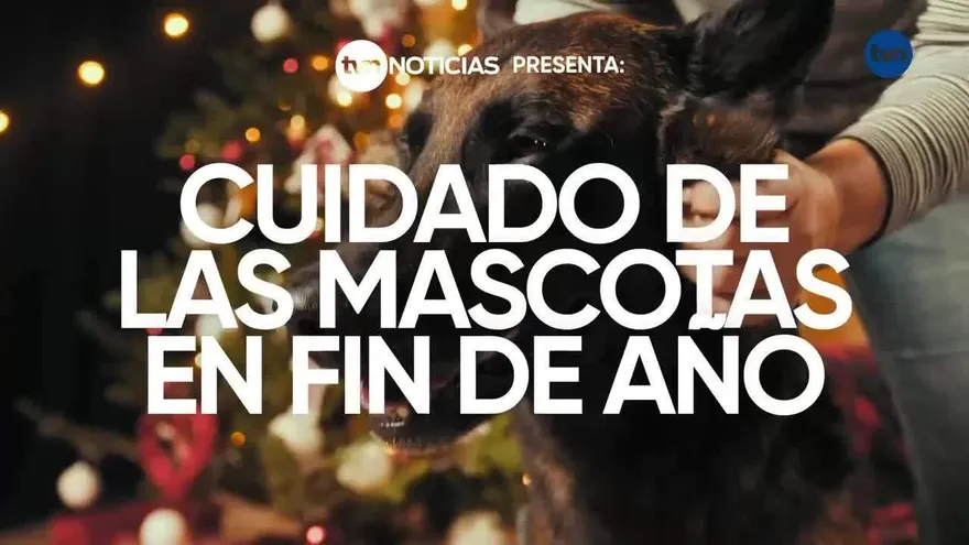 Cuidado de las mascotas en fin de año